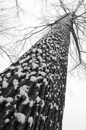 大雪后的一棵树选择对焦镜头