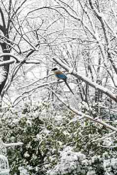 雪后树枝上的灰喜鹊覆盖高端素材