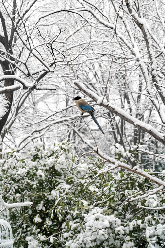 雪后树枝上的灰喜鹊覆盖高端素材