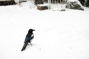 <strong>大雪</strong>中雪地上的喜鹊鸟类写实素材