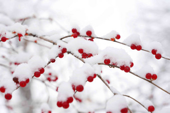 雪后的金银木