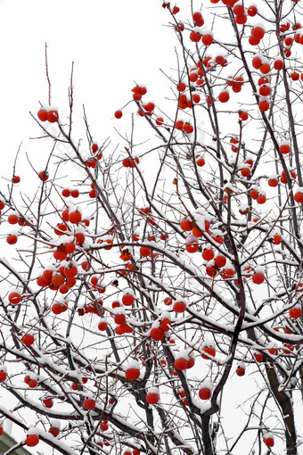 雪中的柿子树选择对焦高清镜头