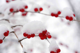 雪后的金银木果实