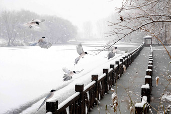 雪中<strong>飞舞</strong>的灰喜鹊木质高质量摄影图