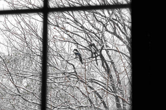 雪后窗户外的喜鹊环境写实照片