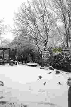 下雪后的私家花园