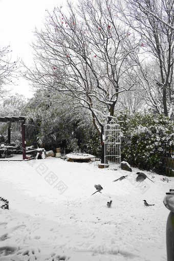 下雪后的私家花园灰色氛围照片