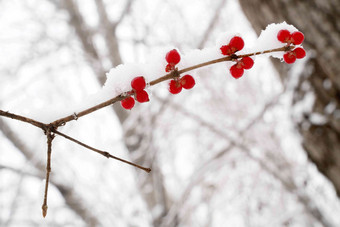 雪后的金银木