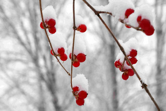 雪后的金银木树林清晰照片