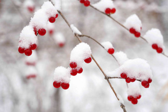 雪后的金银木果实