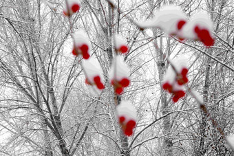 雪后树林和金银木果子风景写实图片