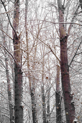 大雪后的树林大雪图片
