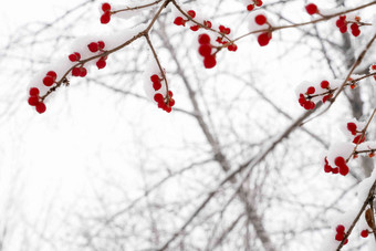 雪后树林和金银木果子前景对焦高质量镜头
