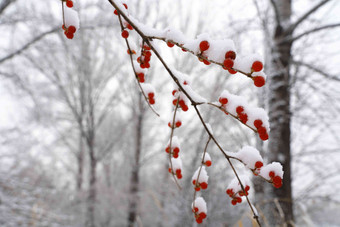 雪后树林和金银木果子