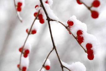 雪后的金银木果实丰收写实场景