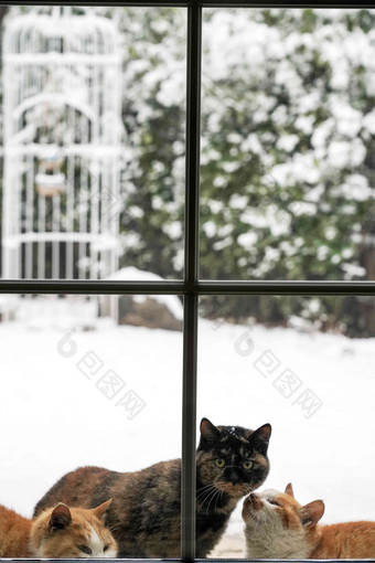 雪后私家庭院里的猫自然写实照片