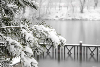 雪后湖边上的松树水平构图高清照片