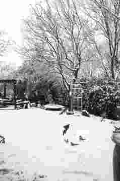下雪后的私家花园