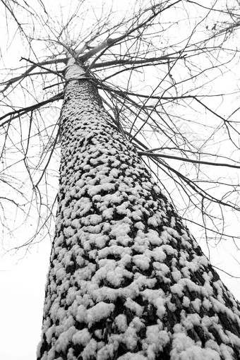 大雪后的一棵树雪高清影相