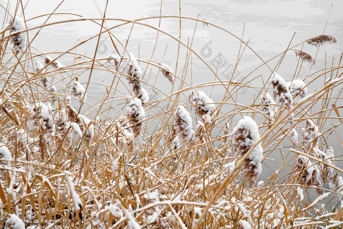 雪后湖边的芦苇荡风景高清拍摄