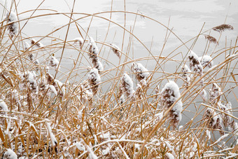 雪后<strong>湖边</strong>的芦苇荡