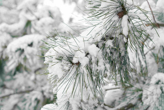 下雪后的松柏枝特写风景写实场景