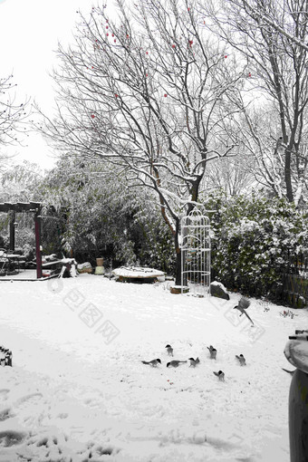 下雪后的私家花园安静写实摄影图