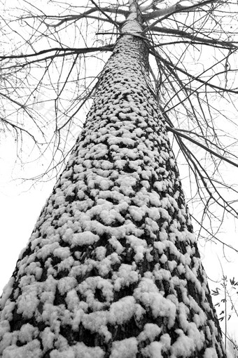 大雪后的一棵树