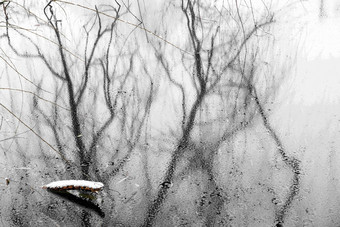 湖面结冰后树枝的倒影