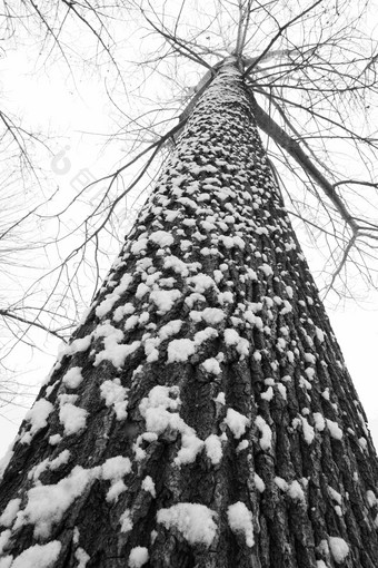 大雪后的一棵树垂直构图氛围图片