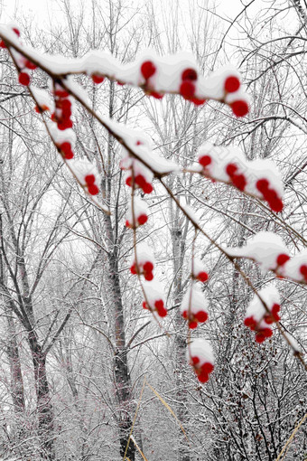 雪后树林和金银木果子雪景高清图片