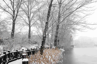 栈道旁雪后结冰的河流树梢写实相片