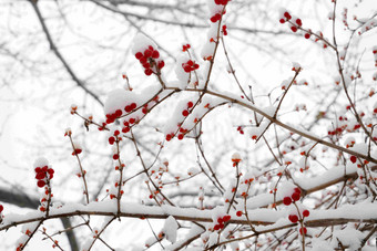 雪后的金银木果实清晰场景