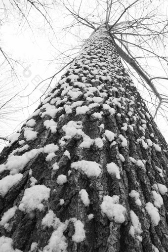 大雪后的一棵树霜高质量摄影
