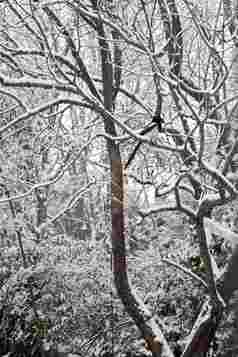 雪后树枝上的黑喜鹊宁静高质量拍摄
