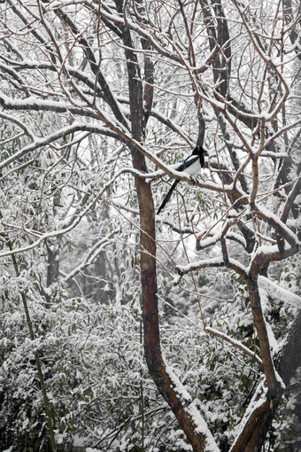 雪后树枝上的黑喜鹊