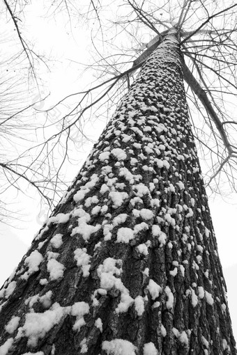 大雪后的一棵树冻结的高质量摄影图