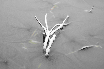 湖面结冰上的树枝立冬拍摄