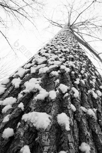 大雪后的一棵树选择对焦图片