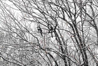 大雪中树枝上的喜鹊宁静写实图片