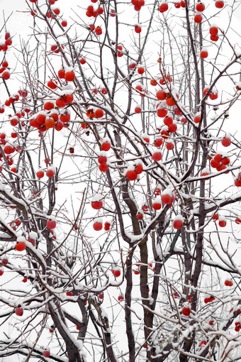 雪中的柿子树安静图片