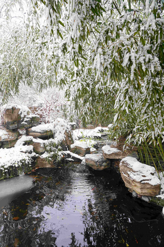 下雪后的私家花园动物群氛围摄影图