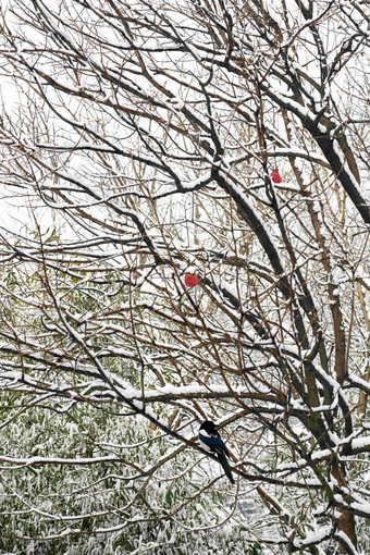 雪后树枝上的灰喜鹊自然美氛围图片