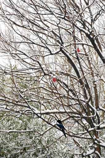 雪后树枝上的灰喜鹊