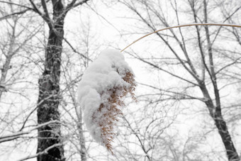 被雪覆盖的芦花安静高端素材