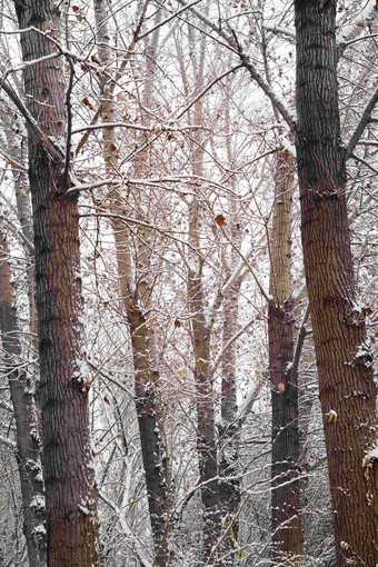 大雪后的树林冻结的高端摄影图