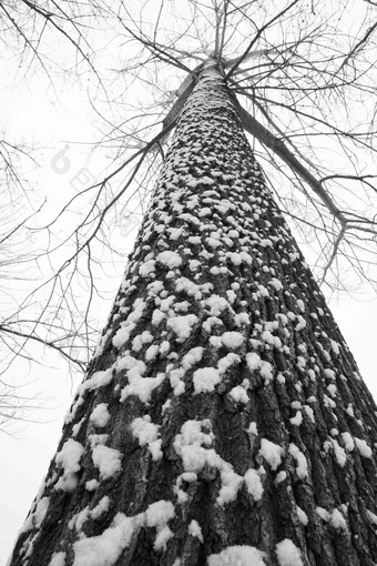 大雪后的一棵树霜清晰镜头