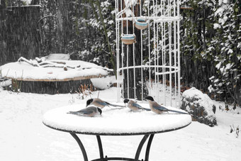 雪中私家花园里的灰喜鹊野生动物氛围拍摄