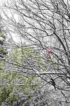 雪后树枝上的灰喜鹊绿色高质量图片