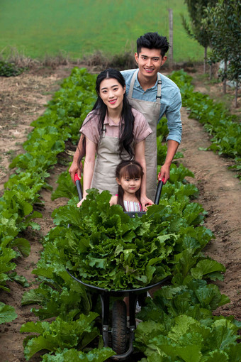 东方家庭采摘蔬菜